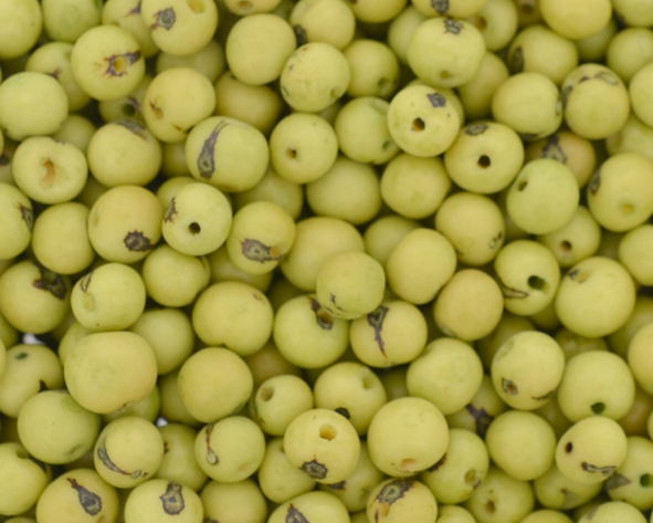 Açaí (B) verde maçã - Pacote aprox. 1000 sementes